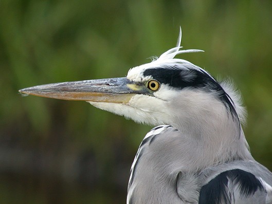 Blauwereiger230904